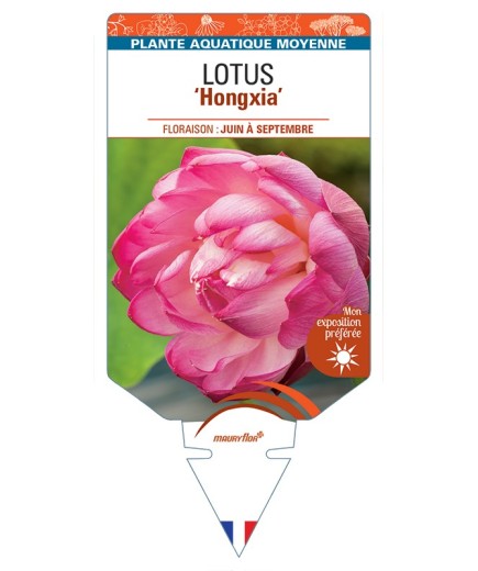 NELUMBO nucifera Hongxia voir Lotus