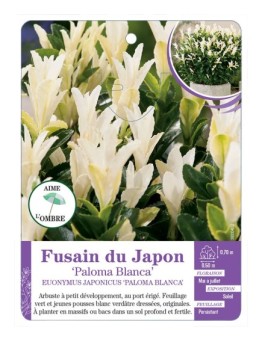 EUONYMUS JAPONICUS PALOMA BLANCA voir Fusain du Japon