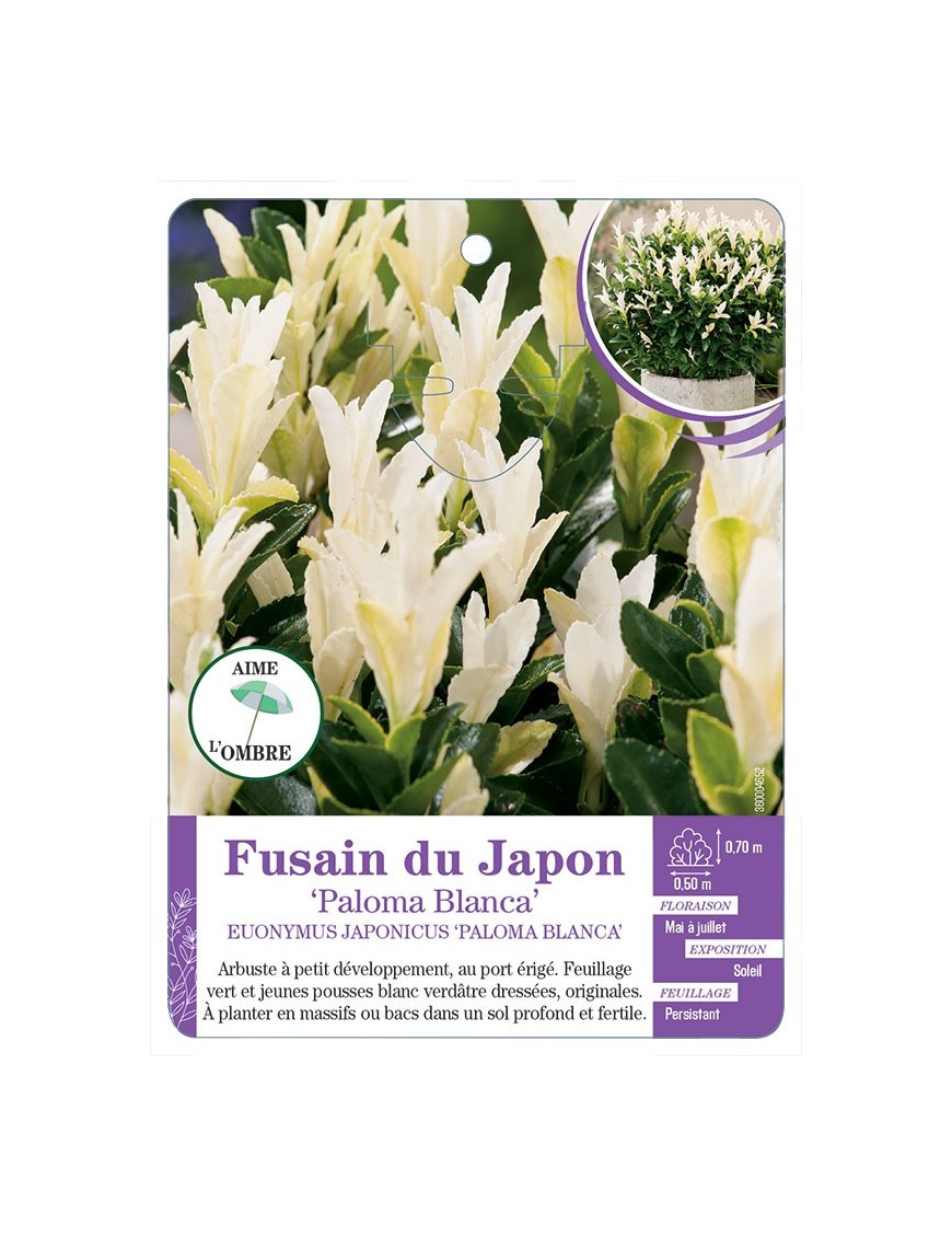 EUONYMUS JAPONICUS PALOMA BLANCA voir Fusain du Japon