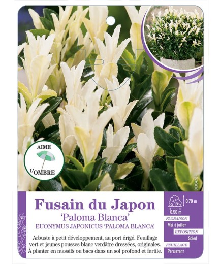 EUONYMUS JAPONICUS PALOMA BLANCA voir Fusain du Japon