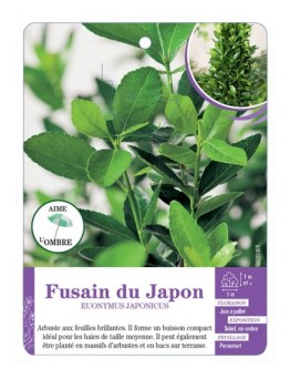 EUONYMUS JAPONICUS voir Fusain du japon