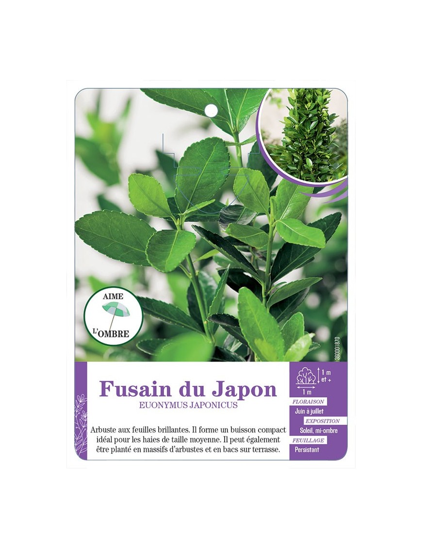 EUONYMUS JAPONICUS voir Fusain du japon