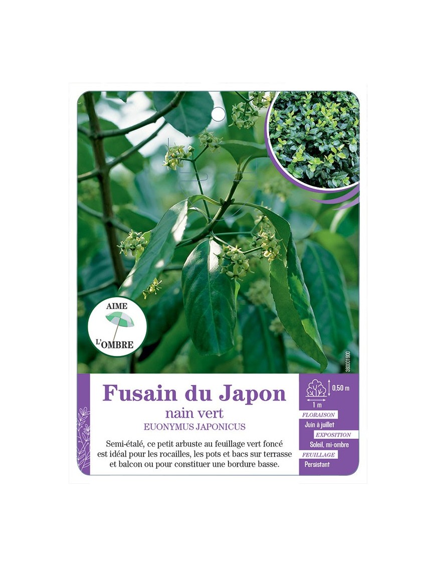 EUONYMUS JAPONICUS voir Fusain du Japon nain vert
