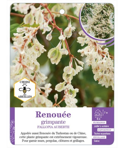 FALLOPIA AUBERTII voir Renouée grimpante
