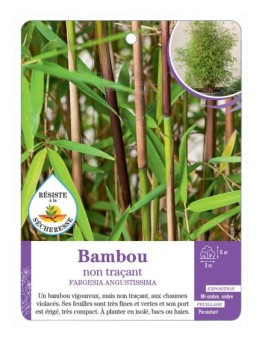 FARGESIA ANGUSTISSIMA voir Bambou non traçant