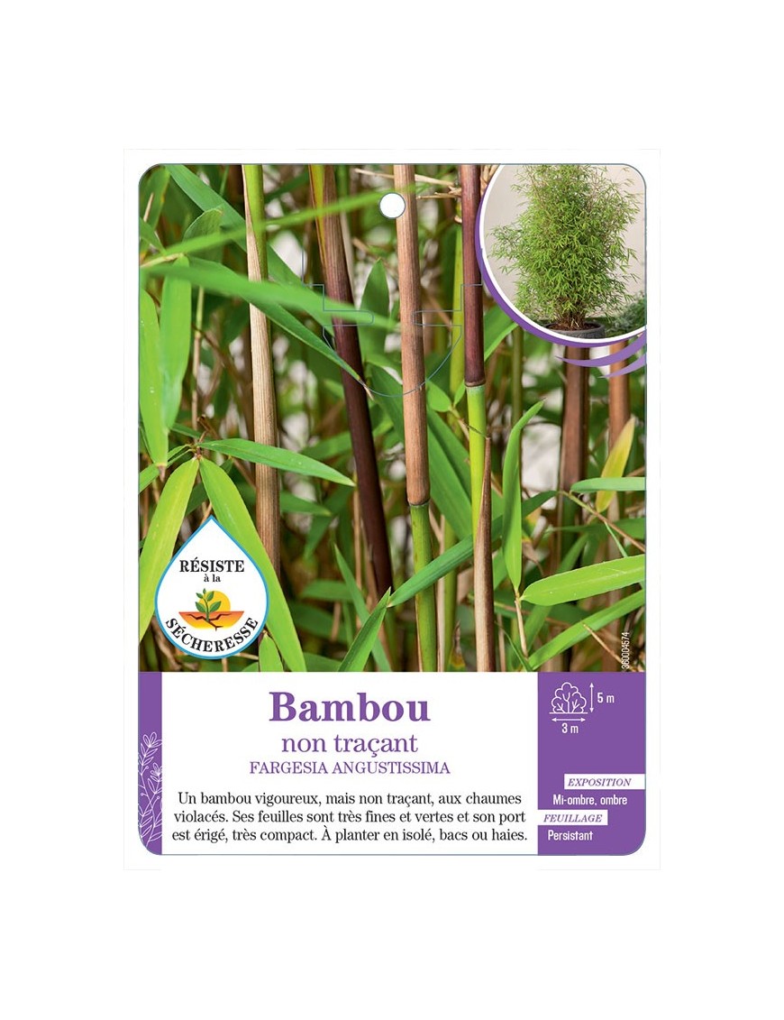 FARGESIA ANGUSTISSIMA voir Bambou non traçant
