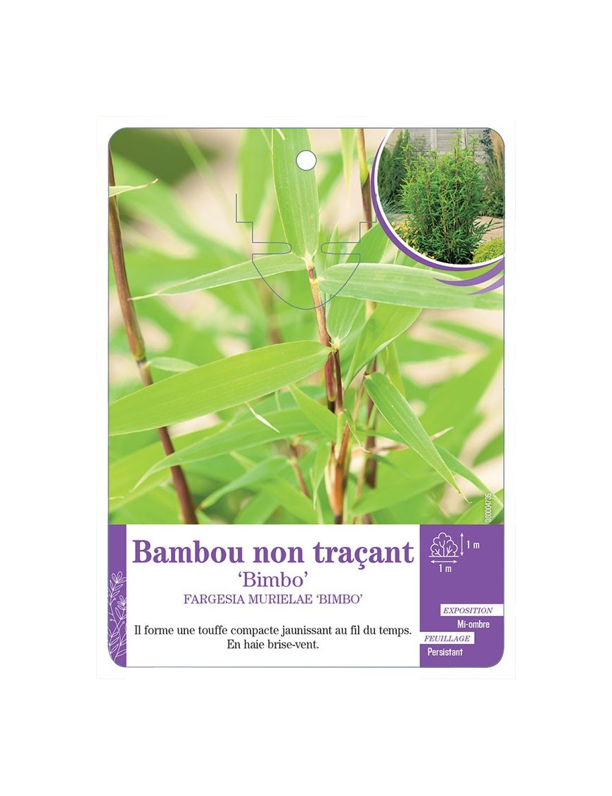 FARGESIA MURIELAE BIMBO voir Bambou non traçant