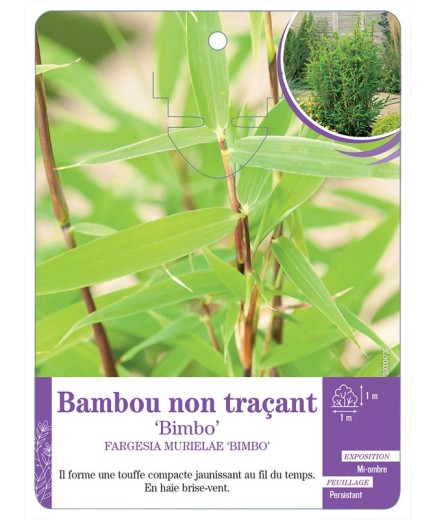 FARGESIA MURIELAE BIMBO voir Bambou non traçant