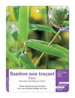 FARGESIA MURIELAE DINO voir Bambou non traçant