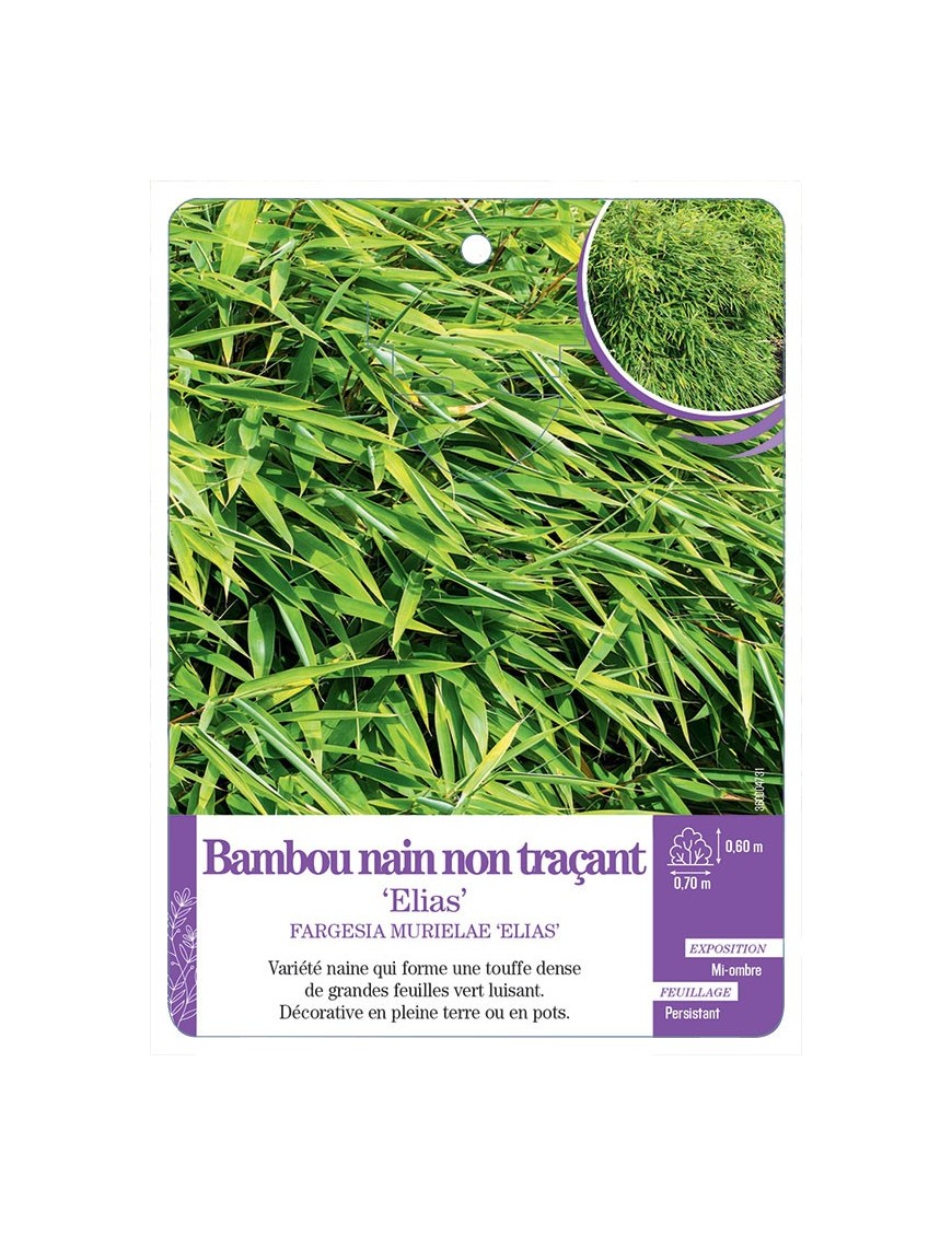 FARGESIA MURIELAE ELIAS voir Bambou nain non traçant