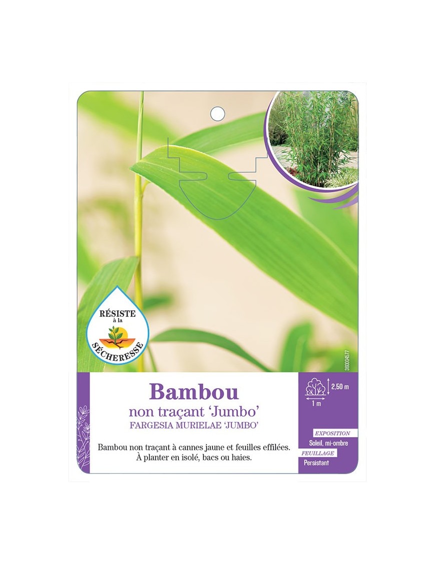 FARGESIA MURIELAE JUMBO voir Bambou non traçant