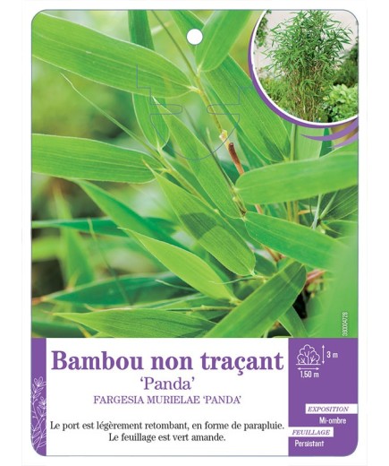 FARGESIA MURIELAE PANDA voir Bambou non traçant