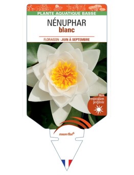 NYMPHAEA alba voir NÉNUPHAR (blanc)