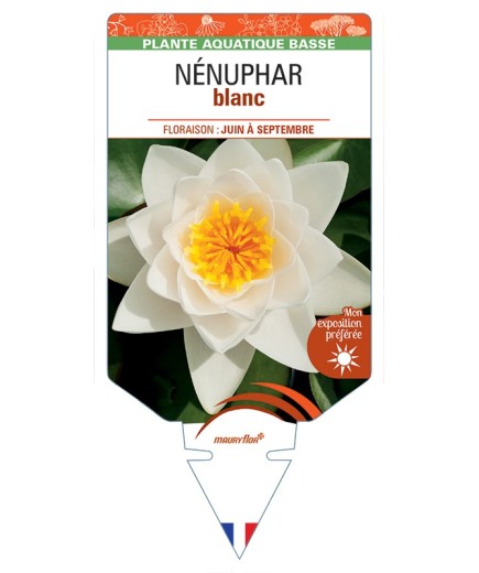 NYMPHAEA alba voir NÉNUPHAR (blanc)