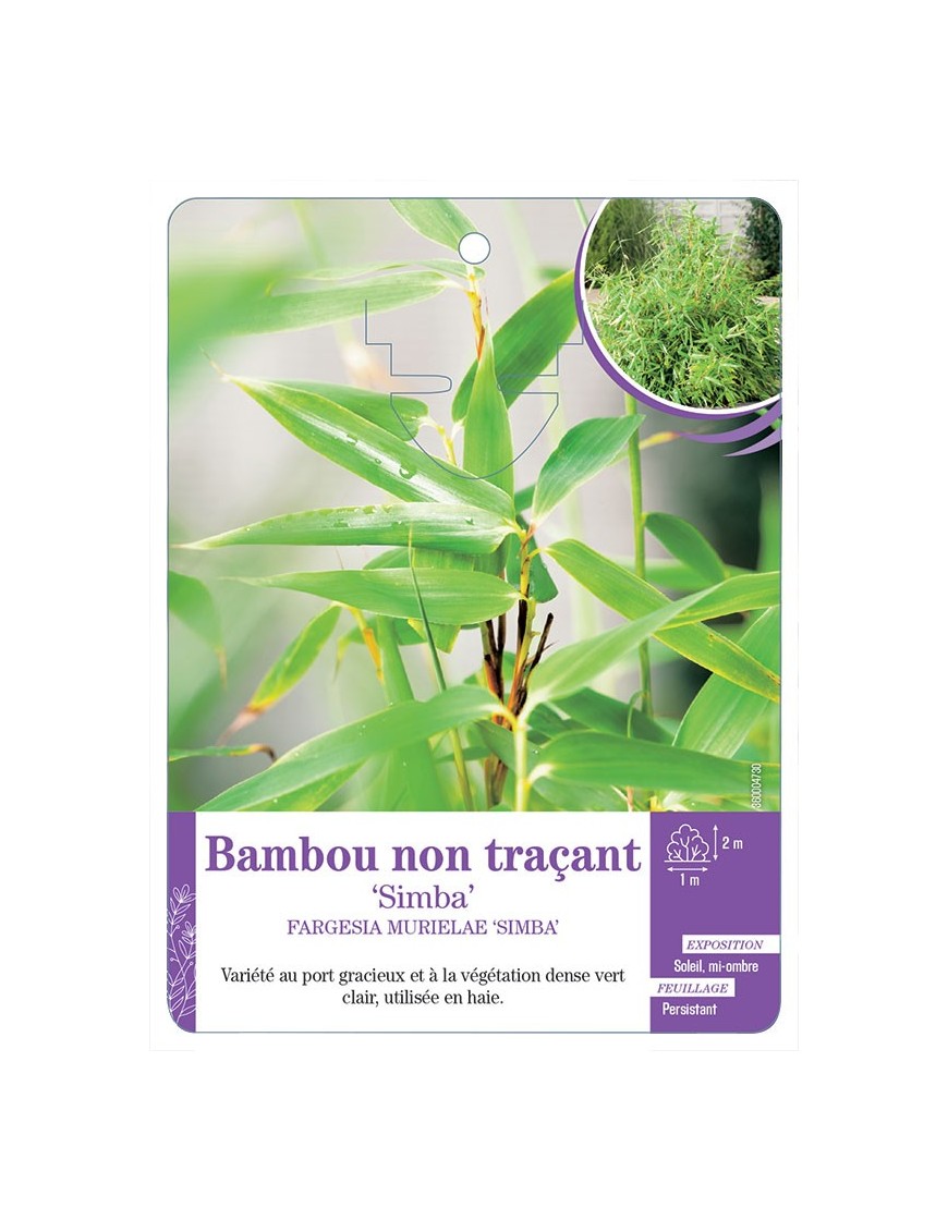 FARGESIA MURIELAE SIMBA voir Bambou non traçant