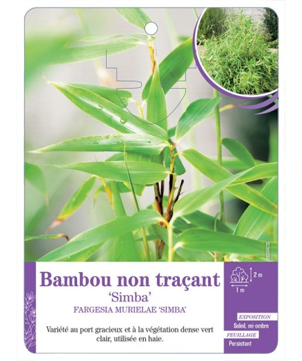 FARGESIA MURIELAE SIMBA voir Bambou non traçant