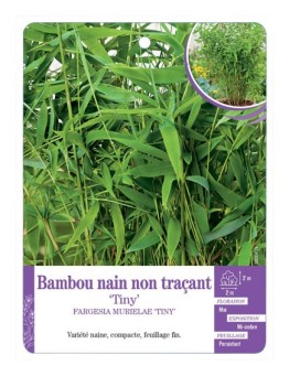 FARGESIA MURIELAE TINY voir Bambou nain non traçant