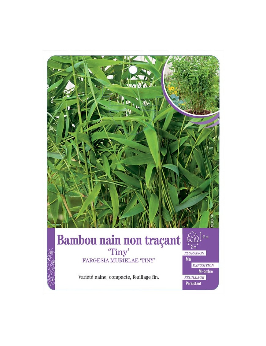 FARGESIA MURIELAE TINY voir Bambou nain non traçant