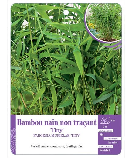 FARGESIA MURIELAE TINY voir Bambou nain non traçant