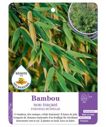 FARGESIA MURIELAE voir Bambou non traçant