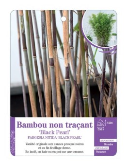 FARGESIA NITIDA BLACK PEARL voir Bambou non traçant