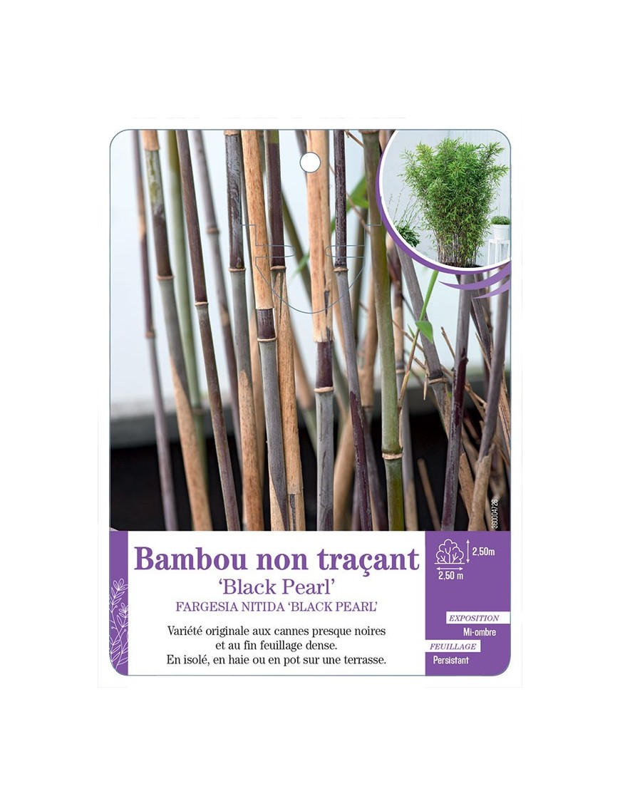 FARGESIA NITIDA BLACK PEARL voir Bambou non traçant