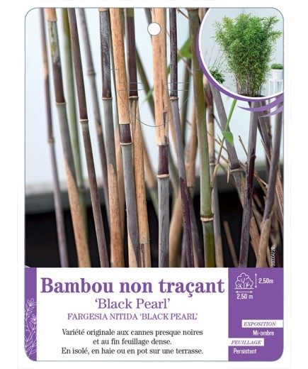 FARGESIA NITIDA BLACK PEARL voir Bambou non traçant