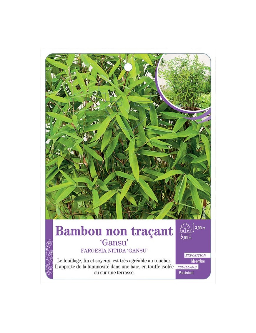 FARGESIA NITIDA GANSU voir Bambou non traçant
