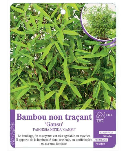 FARGESIA NITIDA GANSU voir Bambou non traçant