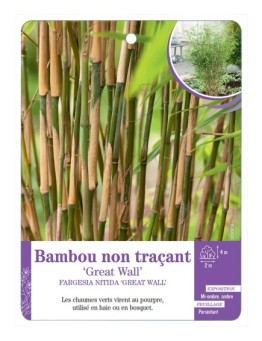 FARGESIA NITIDA GREAT WALL voir Bambou non traçant