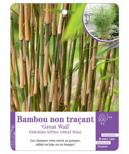 FARGESIA NITIDA GREAT WALL voir Bambou non traçant