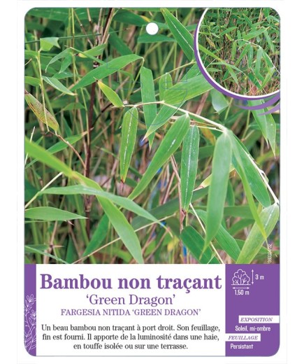 FARGESIA NITIDA GREEN DRAGON voir Bambou non traçant