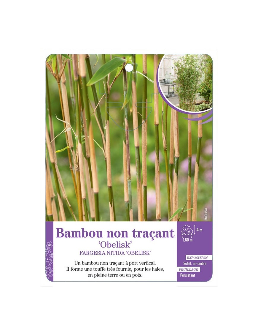 FARGESIA NITIDA OBELISK voir Bambou non traçant