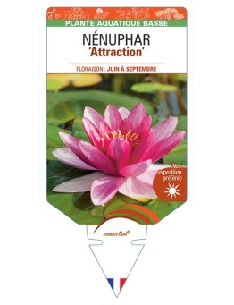 NYMPHAEA Attraction voir NÉNUPHAR