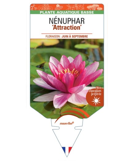 NYMPHAEA Attraction voir NÉNUPHAR