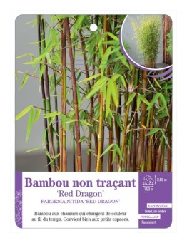 FARGESIA NITIDA RED DRAGON voir Bambou non traçant