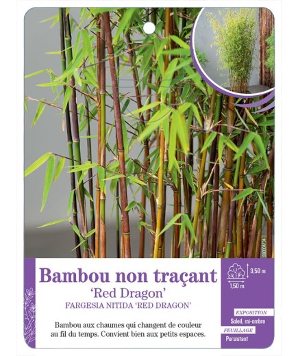 FARGESIA NITIDA RED DRAGON voir Bambou non traçant