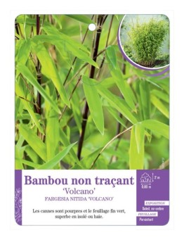 FARGESIA NITIDA VOLCANO voir Bambou non traçant