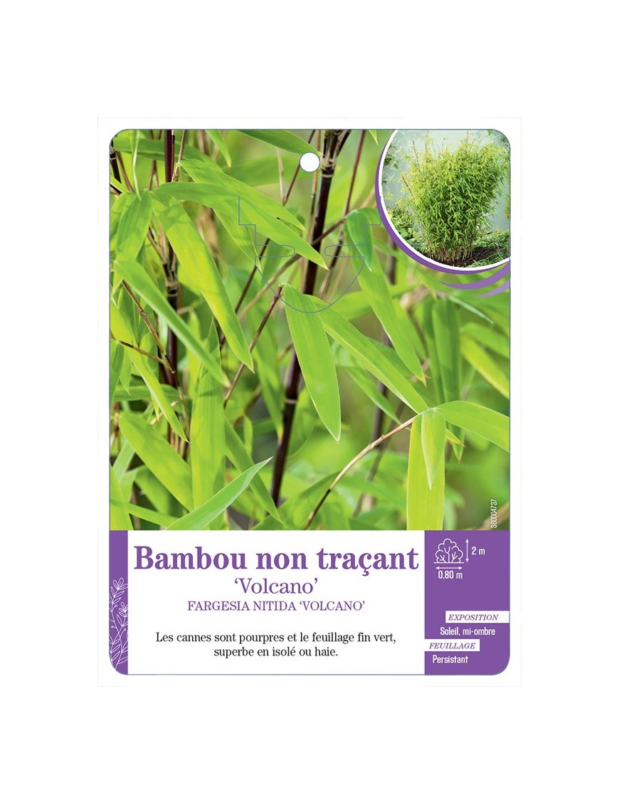 FARGESIA NITIDA VOLCANO voir Bambou non traçant