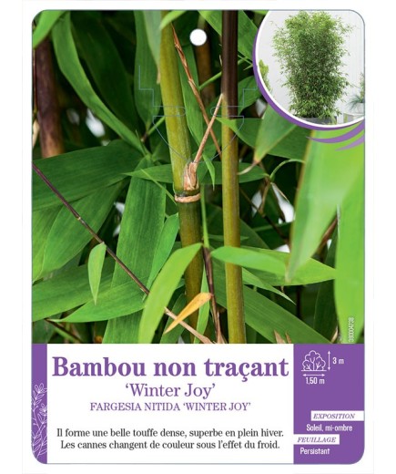 FARGESIA NITIDA WINTER JOY voir Bambou non traçant