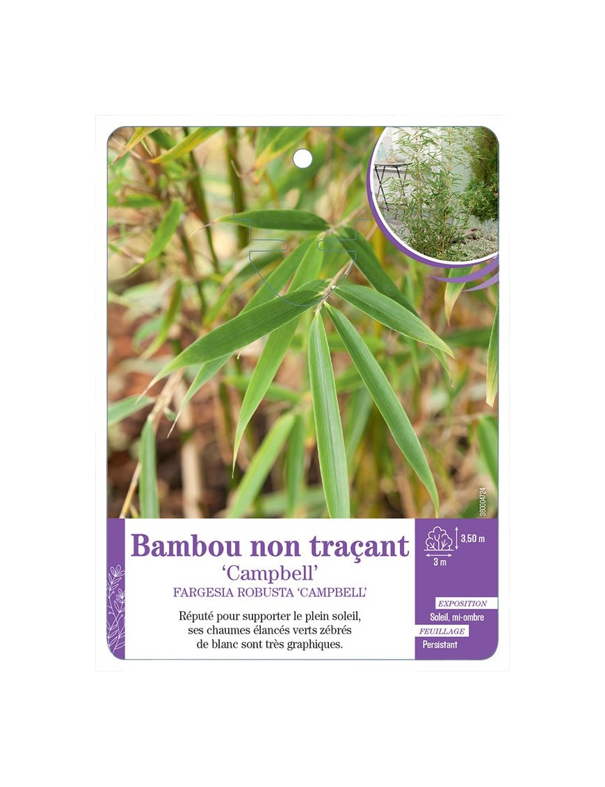 FARGESIA ROBUSTA CAMPBELL voir Bambou non traçant