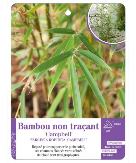 FARGESIA ROBUSTA CAMPBELL voir Bambou non traçant