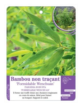 FARGESIA ROBUSTA FORMIDABLE WENCHUAN voir Bambou non traçant