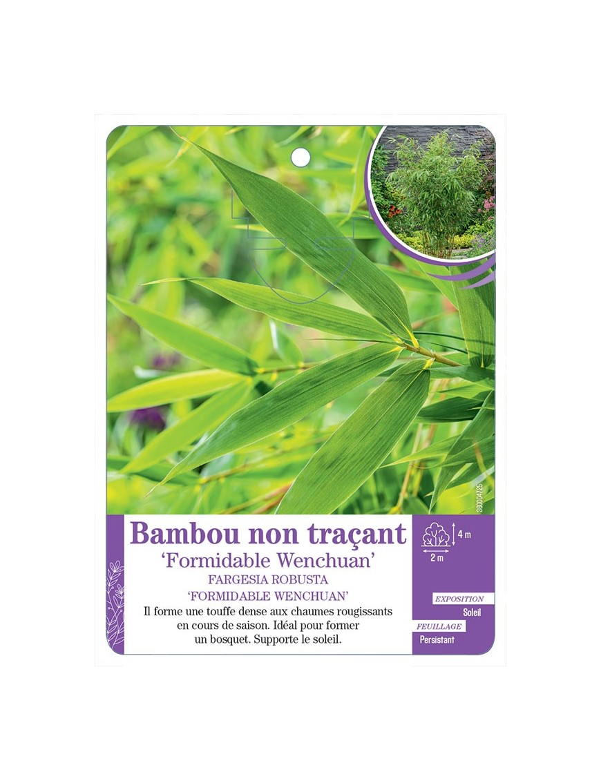 FARGESIA ROBUSTA FORMIDABLE WENCHUAN voir Bambou non traçant