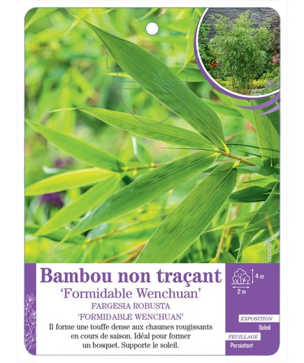 FARGESIA ROBUSTA FORMIDABLE WENCHUAN voir Bambou non traçant