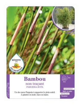 FARGESIA RUFA voir Bambou non traçant