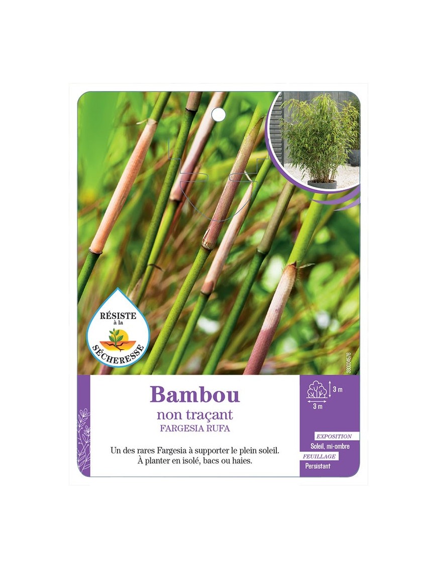 FARGESIA RUFA voir Bambou non traçant