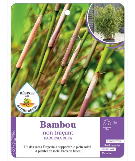 FARGESIA RUFA voir Bambou non traçant