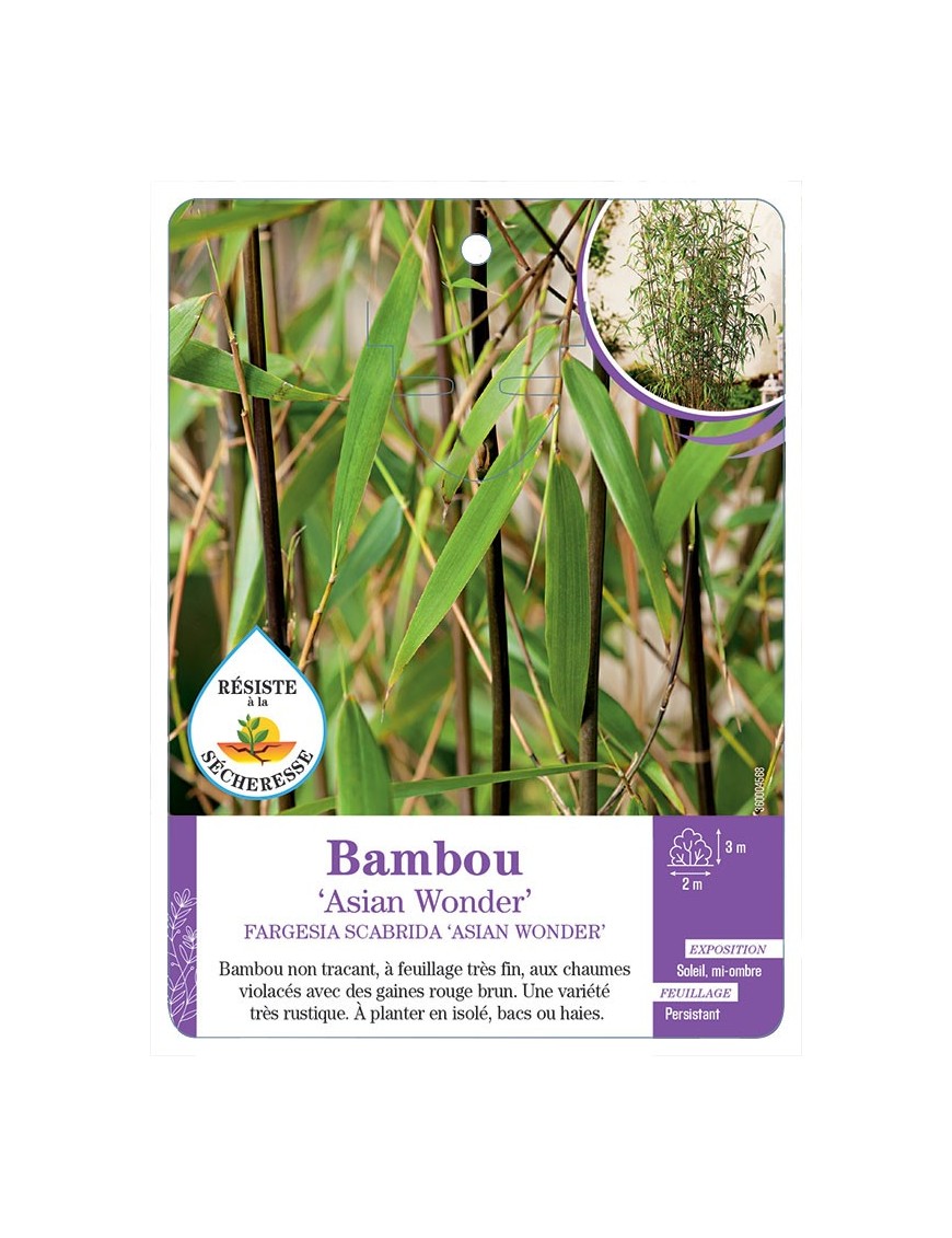 FARGESIA SCABRIDA ASIAN WONDER voir Bambou