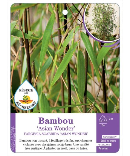 FARGESIA SCABRIDA ASIAN WONDER voir Bambou